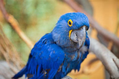 Blue Parrot Bird Stock Photo Image Of Wildlife Blue 66954858