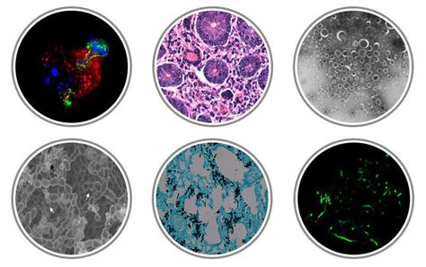 Microbiology & Immunology | Tulane School of Medicine