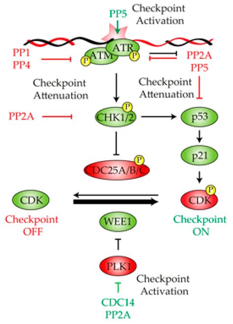 Ijms Free Full Text Cell Cycle And Dna Repair Regulation In The