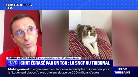 Chat écrasé par un TGV Ce qui est important c est de reconnaître l