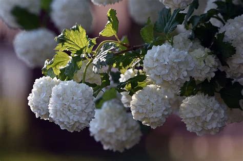 Tips To Grow And Care For Snowball Bush Viburnum Plantly