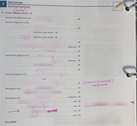 Carbohydrates Tracing Digestion Diagram Quizlet