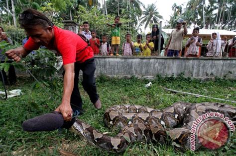 Ular Makan Manusia Di Kalimantan Barat Newstempo