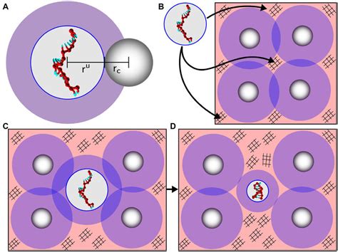 Excluded Volume Effects Of Crowders A We Approximate The Disordered