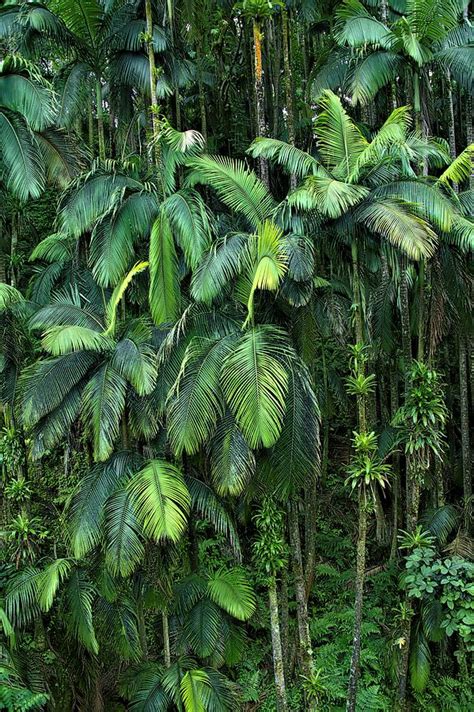 Palm Tree Forest Hawai'i Island Photograph by Heidi Fickinger - Pixels