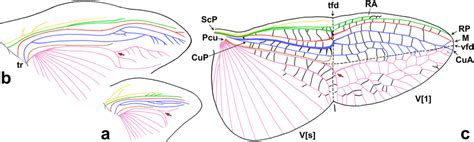 diploptera punctata comparison   metathoracic wing pad