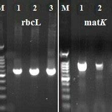 The Agarose Gels Showing PCR Amplifications Of ITS2 RbcL MatKand