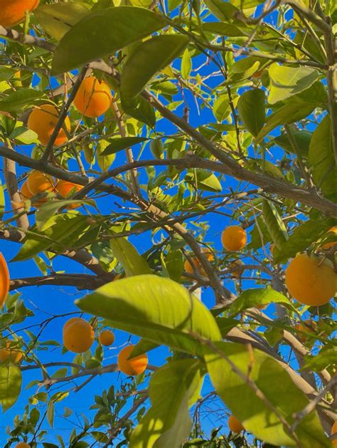 Orange Tree Plant Leaves Orange Tree Tree