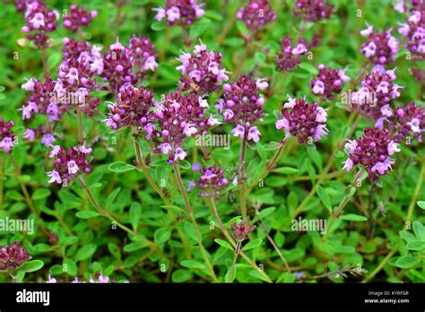 Common Thyme Thymus Vulgaris Flowering Stock Photo Alamy