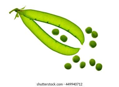 Best Empty Pea Pod Royalty Free Images Stock Photos Pictures