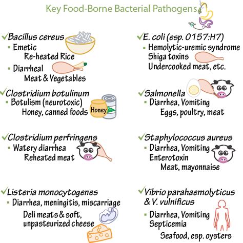 Food Borne Bacterial Pathogens Immunology Microbiology Flashcards