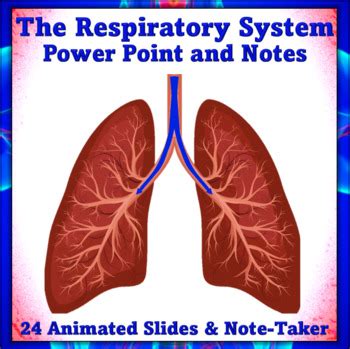 The Respiratory System Power Point And Notes By Mrjacksbackpack Tpt