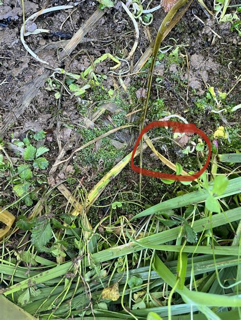 Are these salamander eggs? Found under a tub of water I accidentally