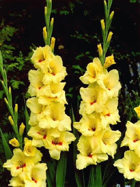 Gladiolus X Cultorum Platini Frikarti Stauden AG