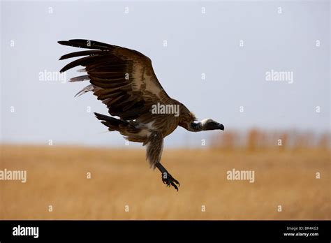 Masai Mara, Kenya, Africa Stock Photo - Alamy