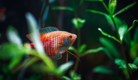 Combien De Poissons Mettre Dans Un Aquarium De 200 Litres Jardiland