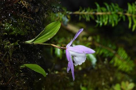 瀕危新物種！四川又發現蘭科植物：臥龍無柱蘭 新種出現暗示什麼？ 每日頭條