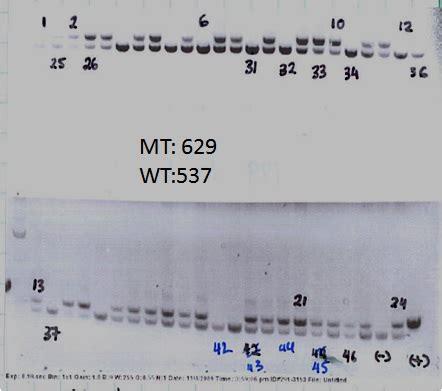 Mir 199a 1 Keck Center For Noncoding RNAs