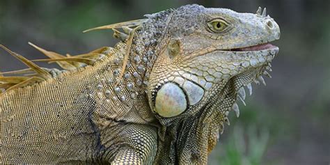 Green Iguanas: Are You Looking For Lizardly Love? Probably Not - Faze