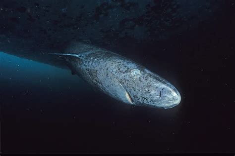 Greenland Shark Facts Diet Habitat And Pictures On Animaliabio