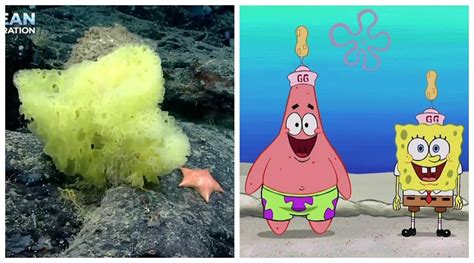 Marine Biologists Find Real Life Spongebob Squarepants Patrick Star On Atlantic Ocean Seabed