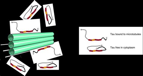 Structure of tau in relation to microtubules and cytoplasm. | Download ... 