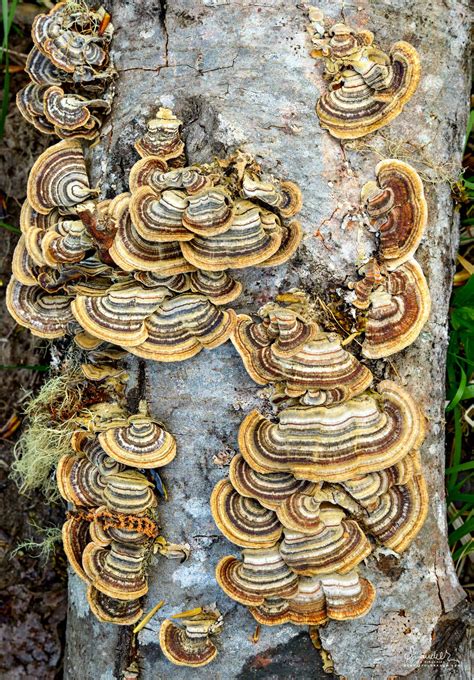 Turkey Tail Trametes Versicolor Oregon Photography