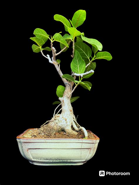 Banyan Tree Bonsai Buy Ficus Bengalensis Bargad Bonsai