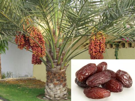 Date Palm Phoenix Dactylifera Fresh Exotic Palm Fruit Tree Seeds