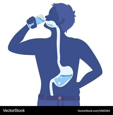 Drinking water Royalty Free Vector Image - VectorStock