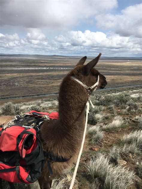 Hiking With Llama As Pack Animal Pacu Llama Drama Llama Alpaca