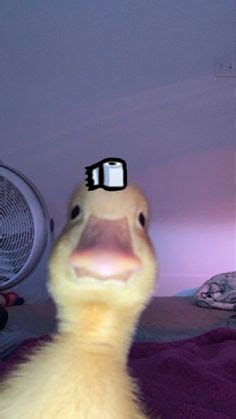 23 Duck icon meme pfp ideas | duck, duck memes, dream team