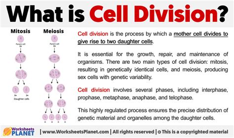 What Is Cell Division Mitosis And Meiosis