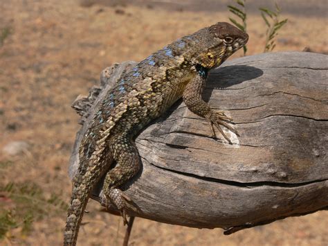 Posando En El Tronco Sceloporus Horridus Edward Valencia Flickr