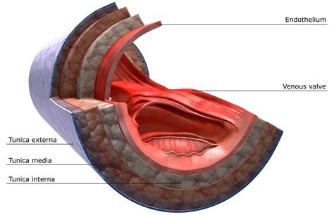 What Are Veins and How Do They Work?