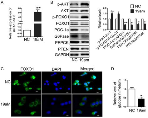 MiR 19a Mediates Gluconeogenesis By Targeting PTEN In Hepatocytes