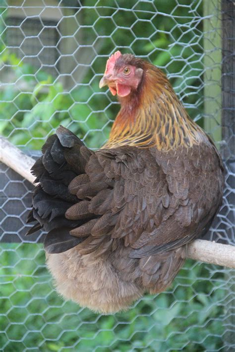 21 best Chickens - Welsummers images on Pinterest | Poultry house, Chicken coop run and Chicken ...