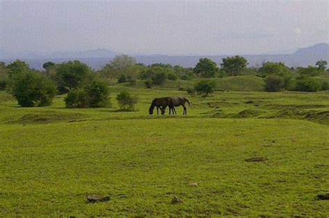 Padang Rumput ala Afrika Ternyata Ada di Indonesia Lho, Ini Tempatnya ...