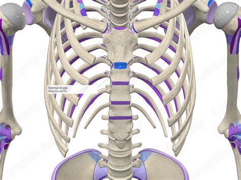 Sternal Angle Complete Anatomy