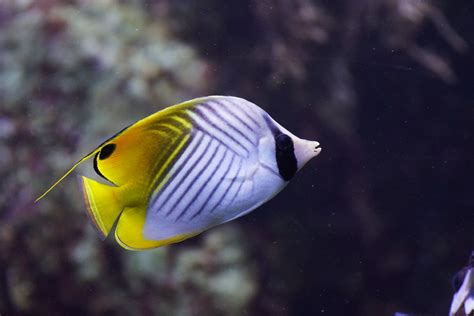 Poisson Papillon Cocher Chaetodon Auriga Threadfin Butte Flickr