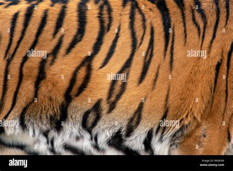 Tiger Fur Texture