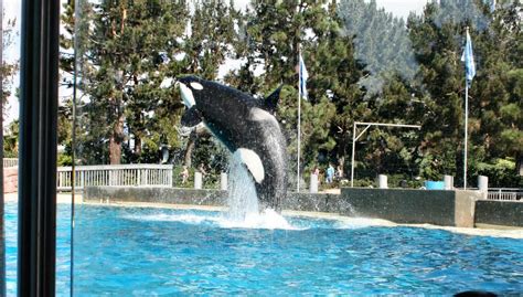 SoCal Guide - SeaWorld San Diego Dine with Orcas