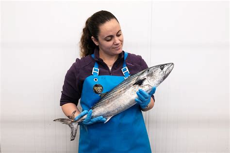 Temporada Del Bonito En Espa A Esencia Del Mar