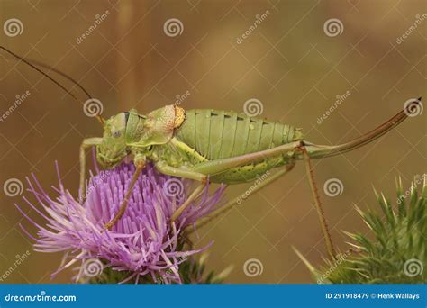 Closeup On The Large Mediterranean Western Saddle Bush Cricket