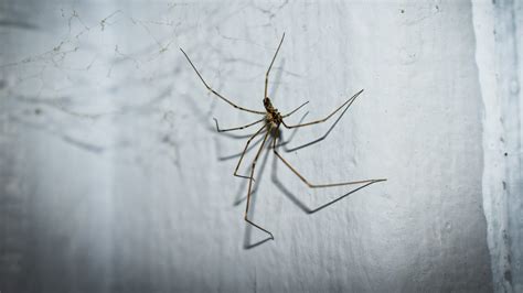 What Attracts Spiders And How To Keep Them Out Of Your Home