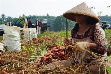 Kementan Rayakan Merdeka Panen Dan Tanam Bersama Petani Republika Online