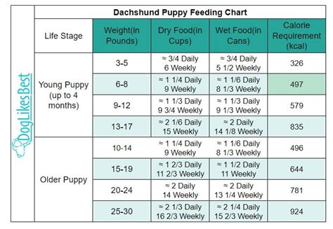 Dachshund Feeding Chart How Much To Feed Doglikesbest