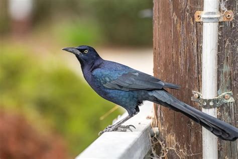 13 Types Of Blackbirds With Blue Heads