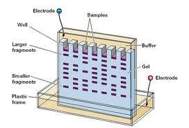 Biology Genetic Technologys Flashcards Quizlet