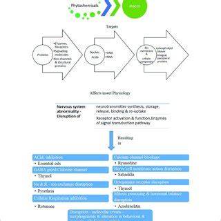 Antifungal Efficacy Of Sixty Essential Oils And Mechanism Of Oregano